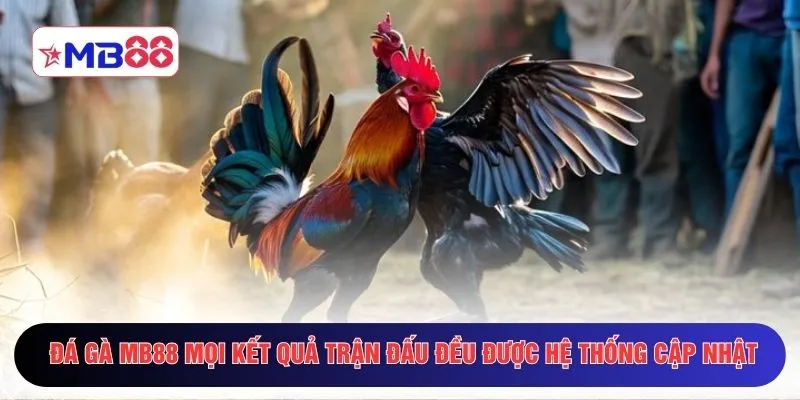 Đá gà MB88 mọi kết quả trận đấu đều được hệ thống cập nhật