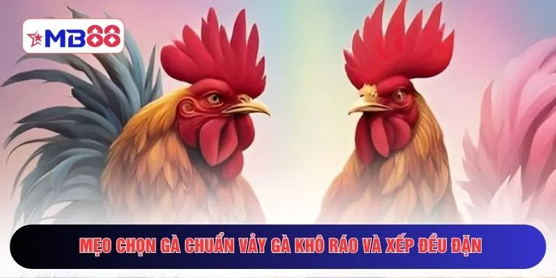 Mẹo chọn gà chuẩn vảy gà khô ráo và xếp đều đặn